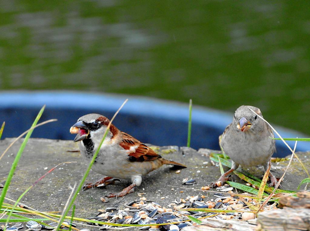 Familie Spatz