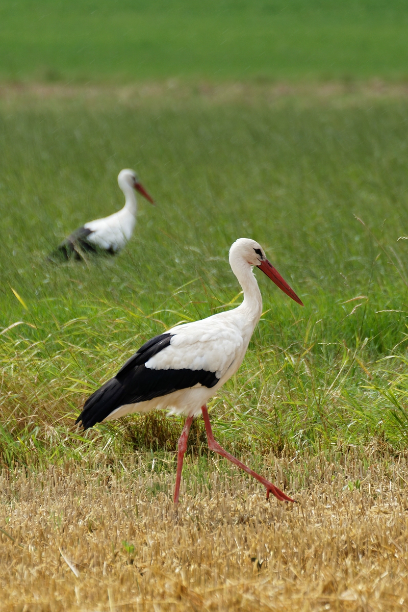 Familie Storch
