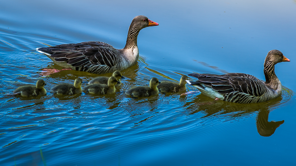 Familiennachwuchs Wasservögel
