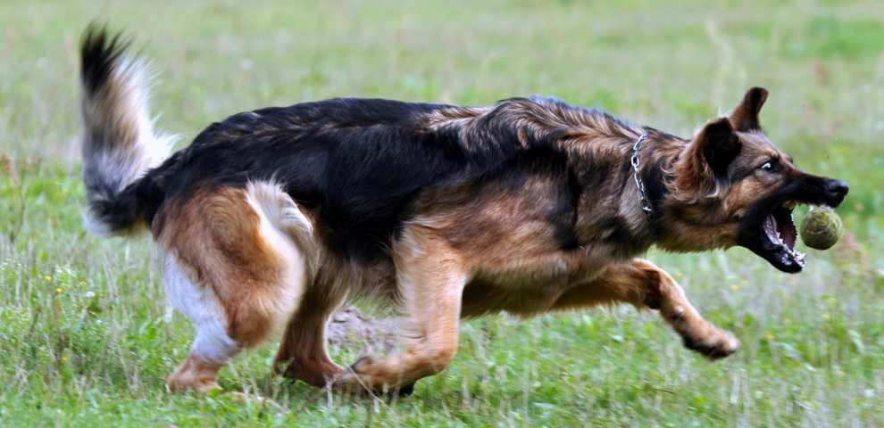 fang den Ball