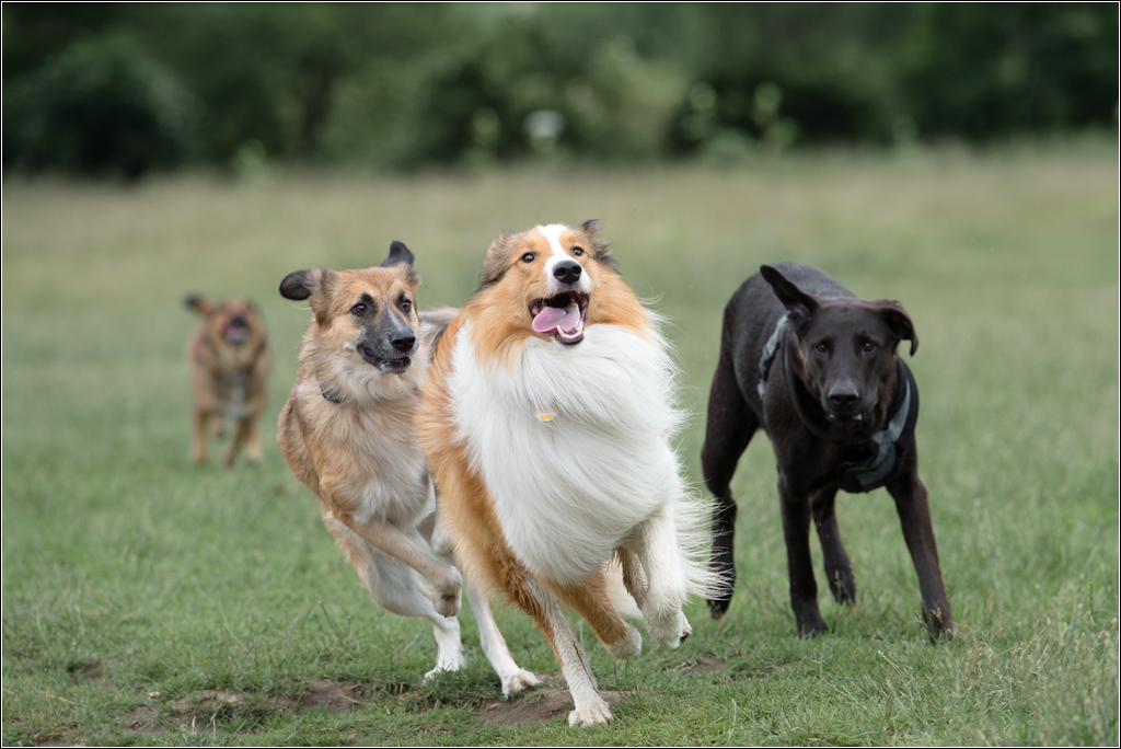 fang den Lassie