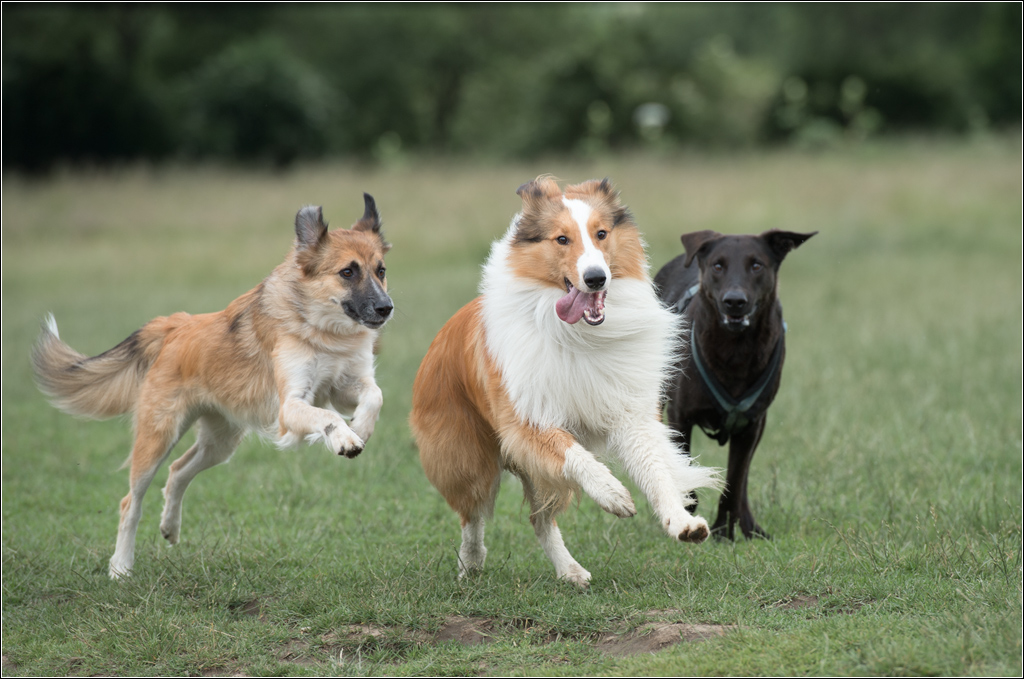 fang den Lassie2