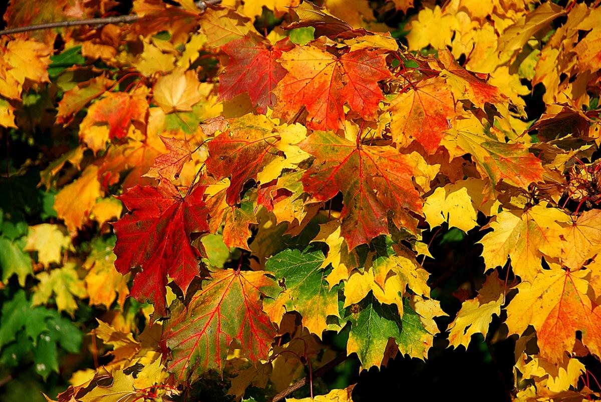 Farben des Herbst
