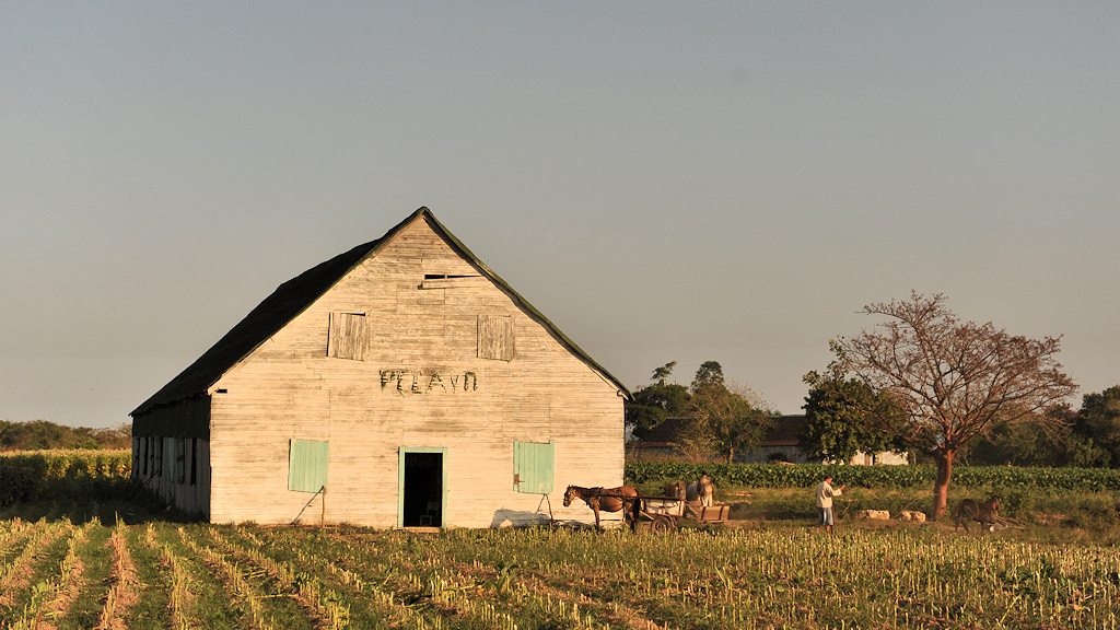 Farm. Markant sind die Tabakschuppen
5953