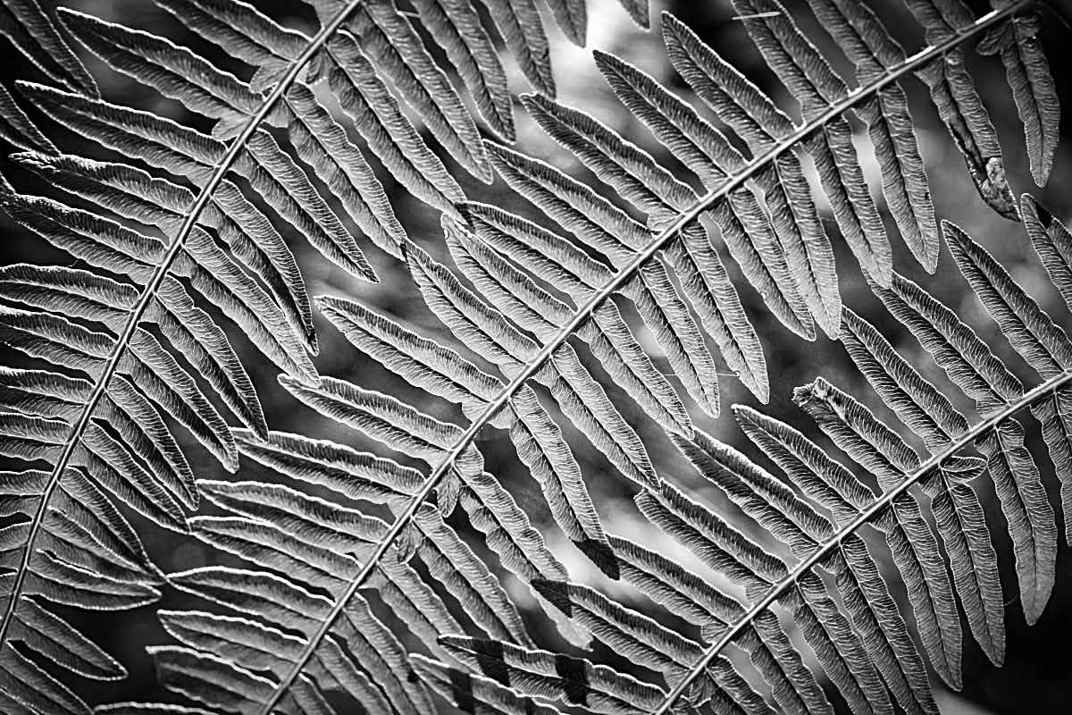 Farn im Durchlicht 1 BW 2.jpg