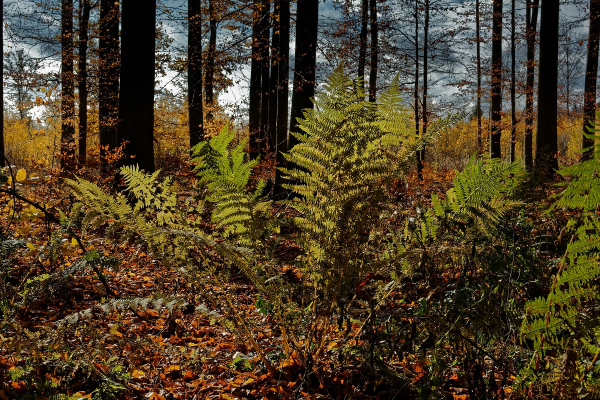 Farn im Gegenlicht