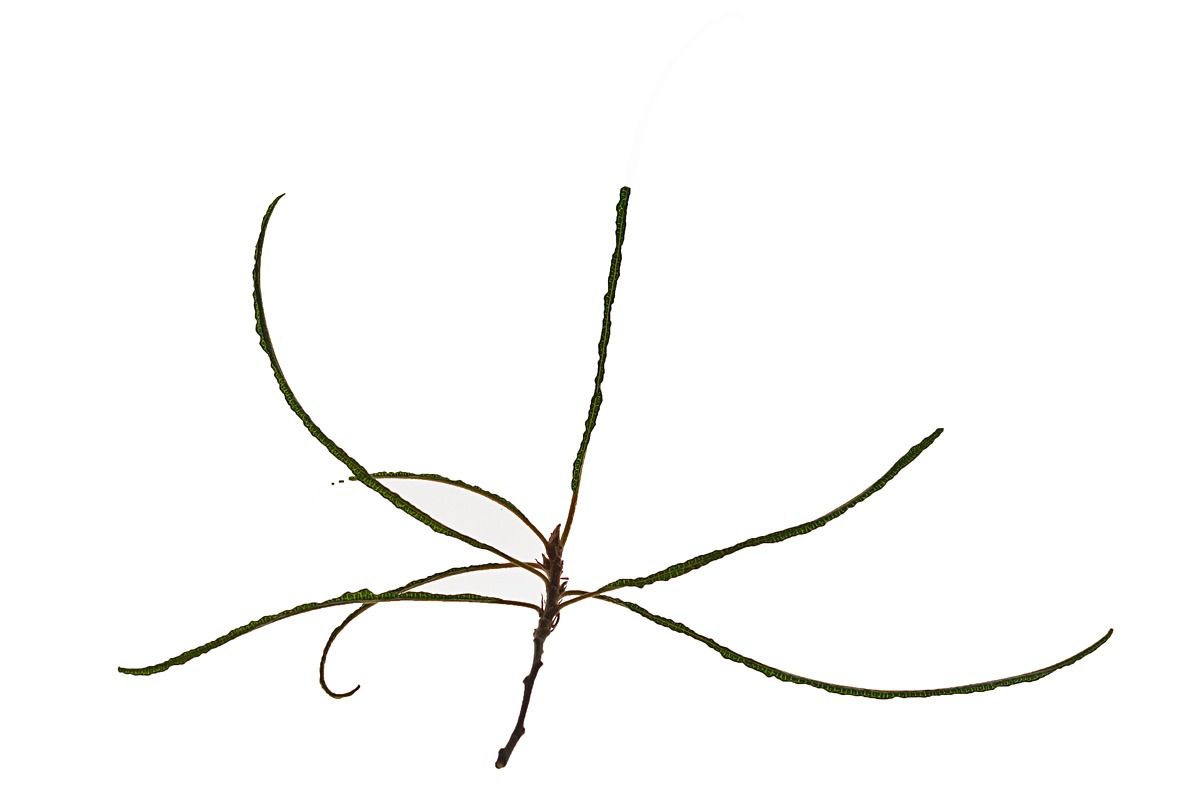 Farnblättriger Faulbaum.jpg