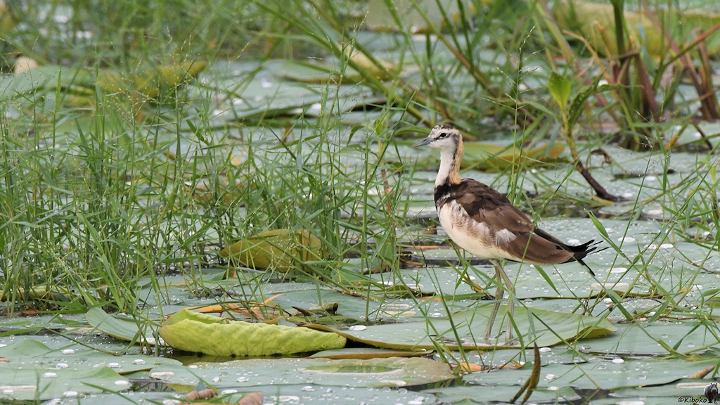 Fasanblatthühnchen im Schlichtkleid (pheasant-tailed Jacana)

s517 bHabarana Pheasant tailedJacana 3674
