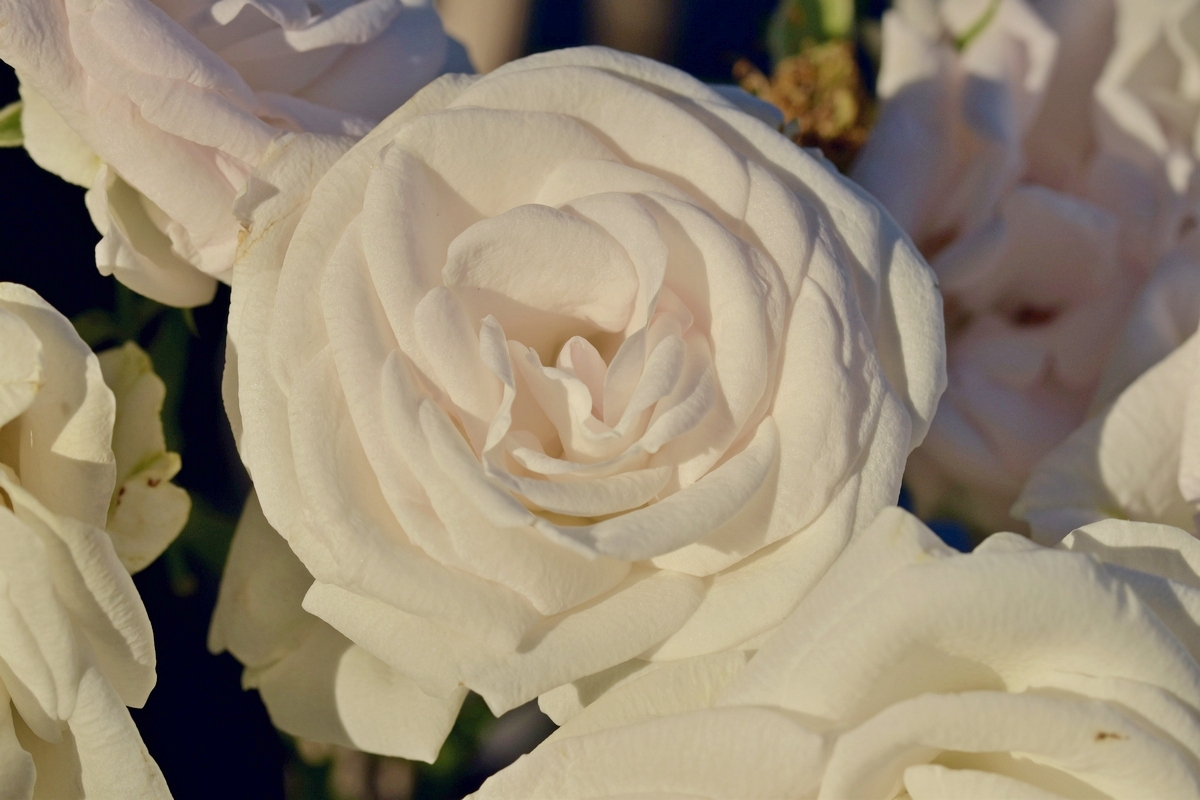 Fast weisse Rose