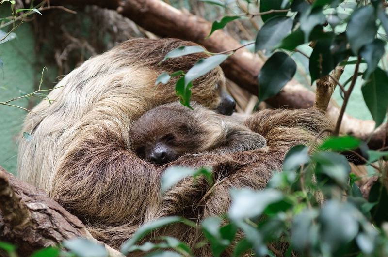 Faultiere im Zoo Zürich