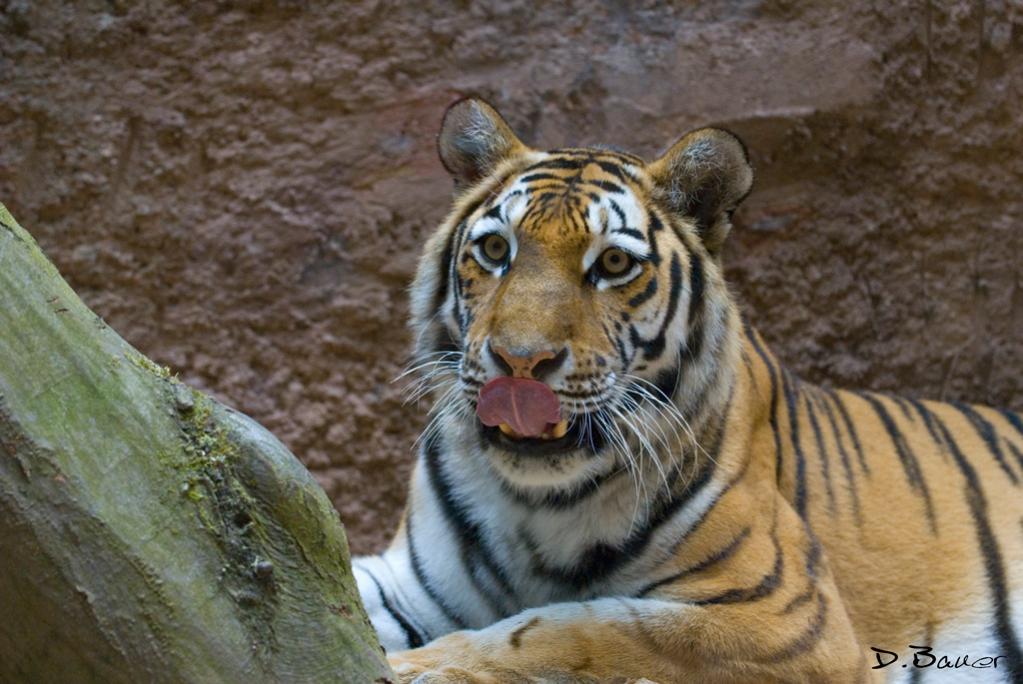 fc tiger