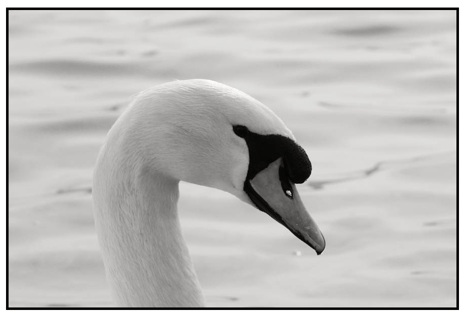 FCswan