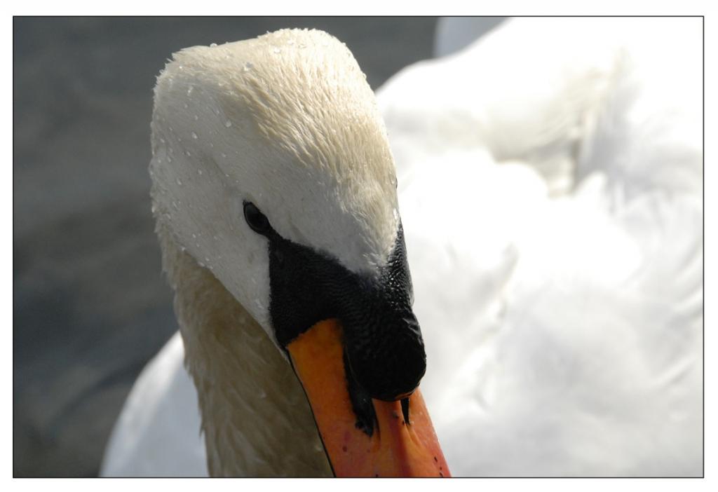 FCswan2