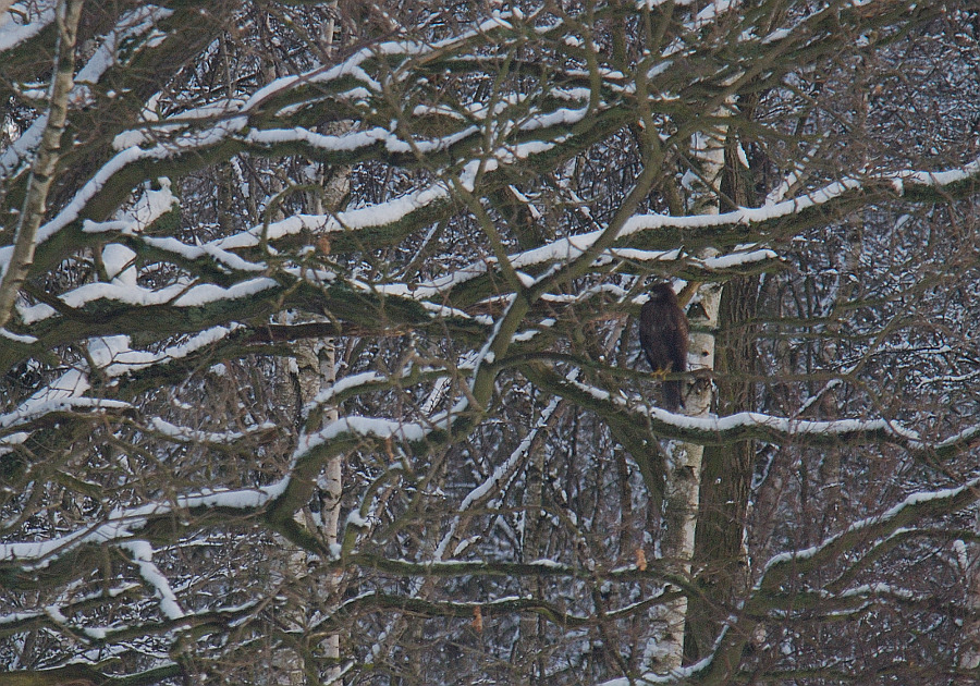 Februar 09