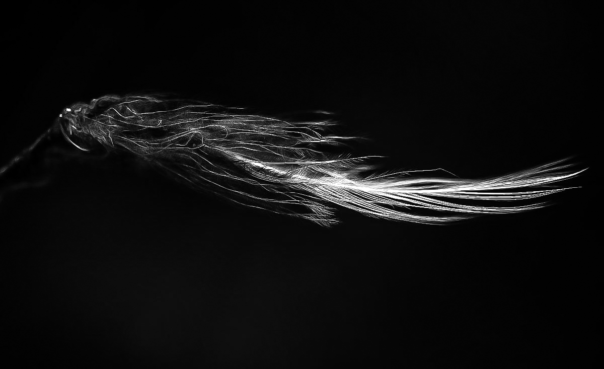 Feder im Wind 4.jpg