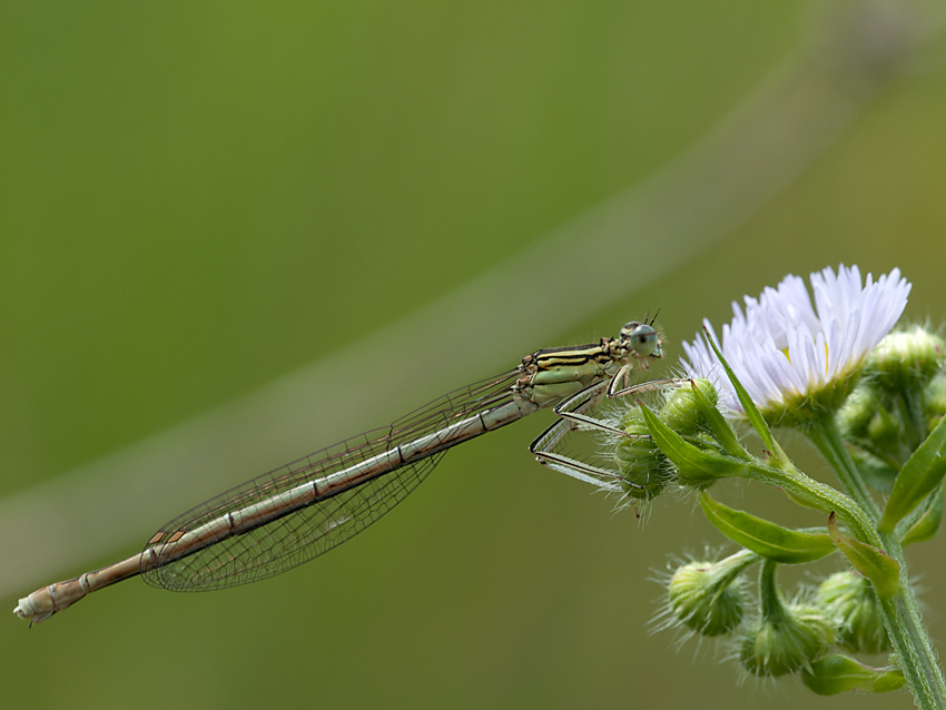 Federlibelle Blaue 2012 06 26 01