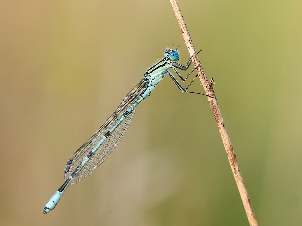 Federlibelle Blaue 2013 08 10 02