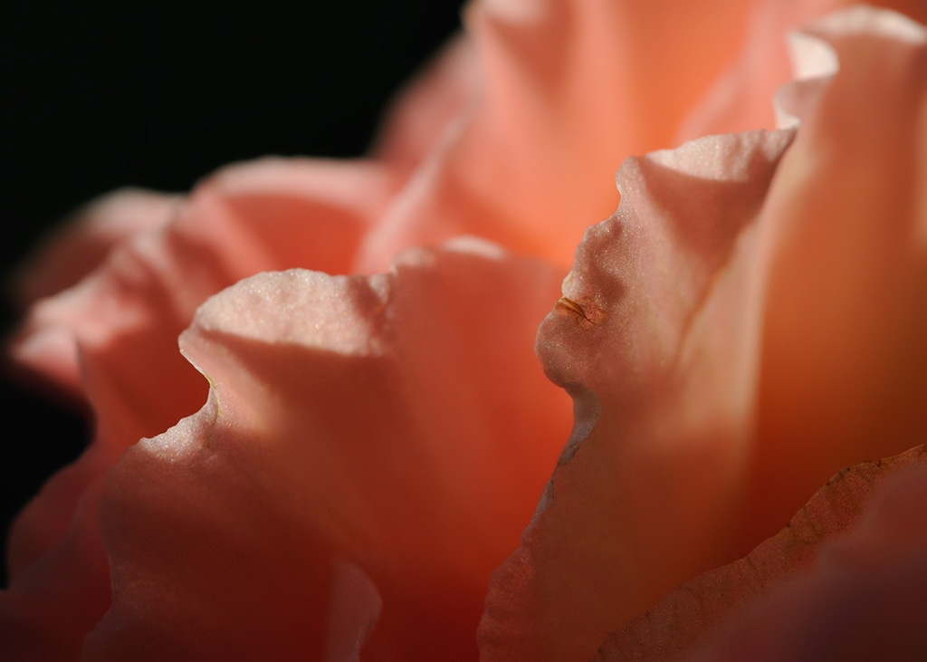 fee-de-la-fleur.jpg