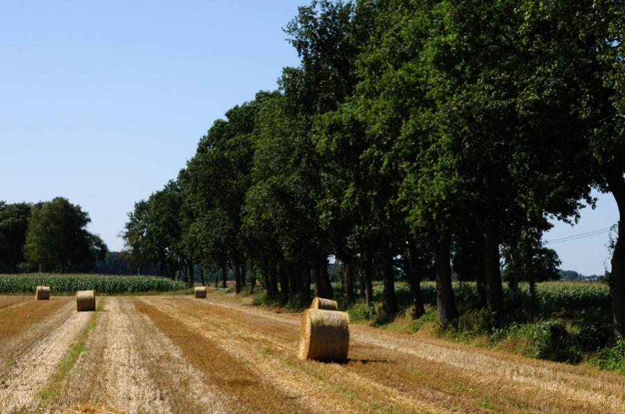 Feld 1