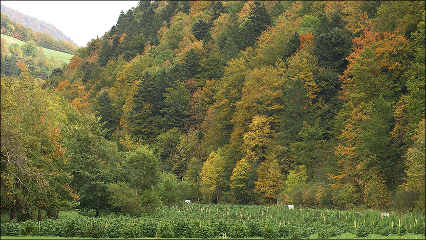 Feld 1
