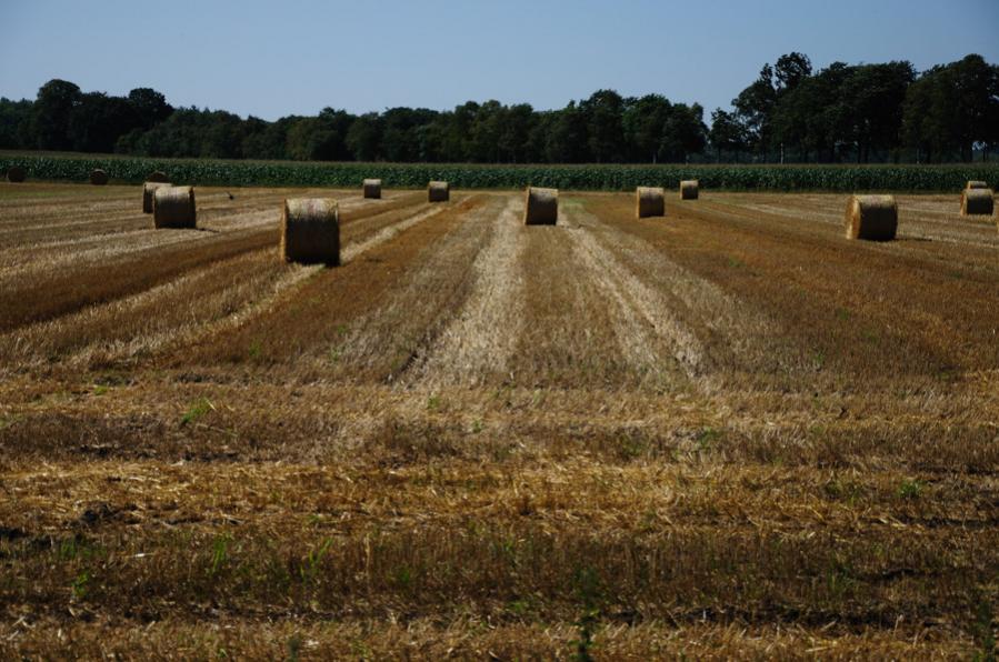Feld 2