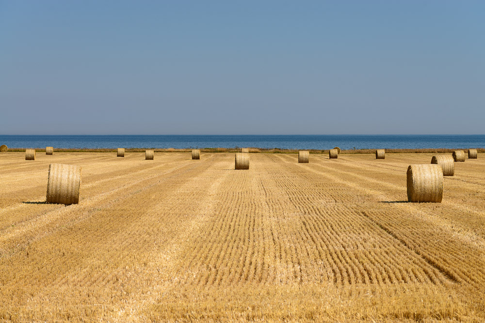 Feld am Meer
