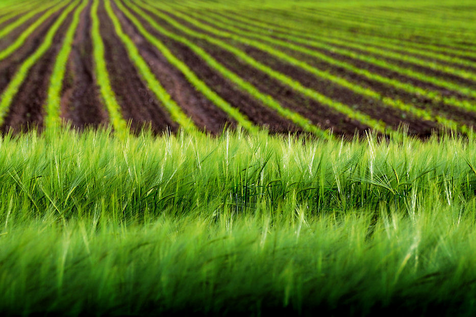 Feld im Münsterland