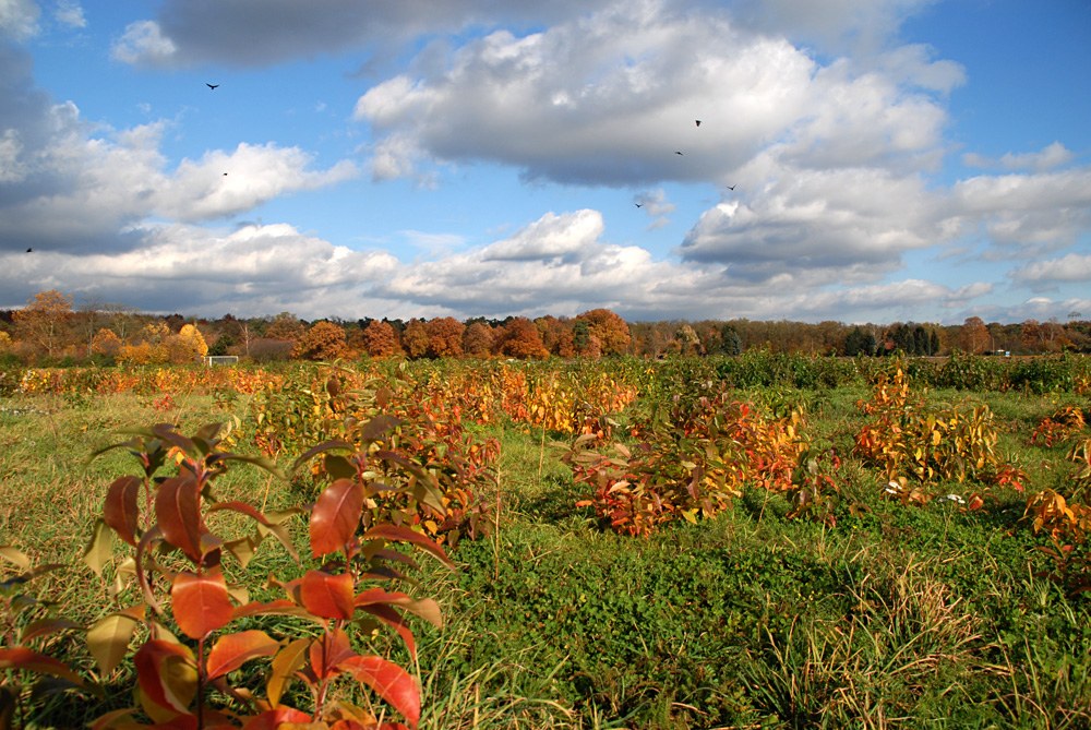 feld kaefertal