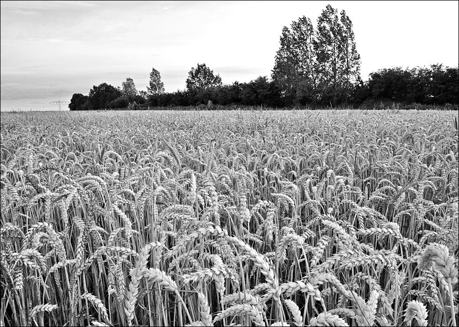 Feld SW