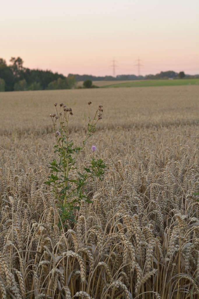 Feld Test 1