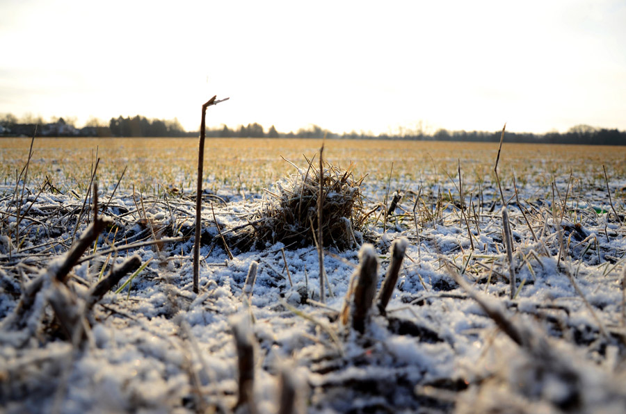 Feld