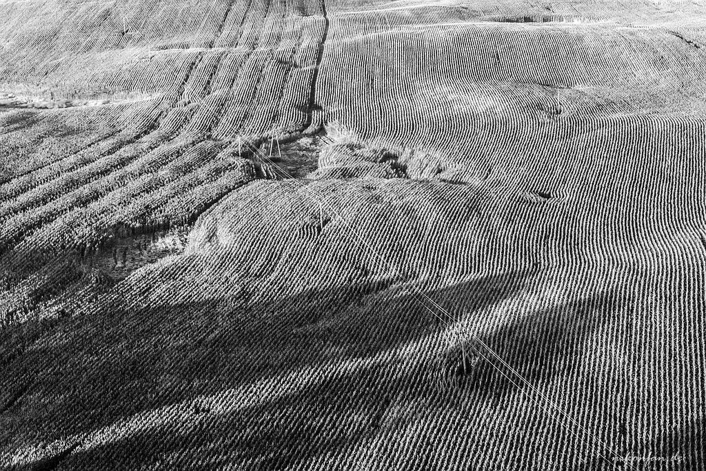 Feld