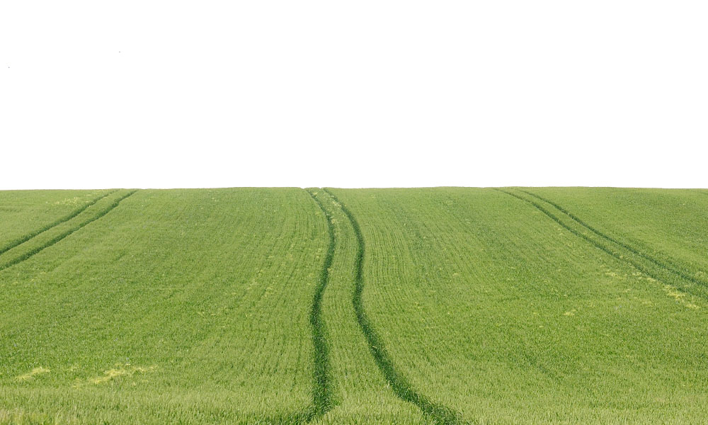 Feld