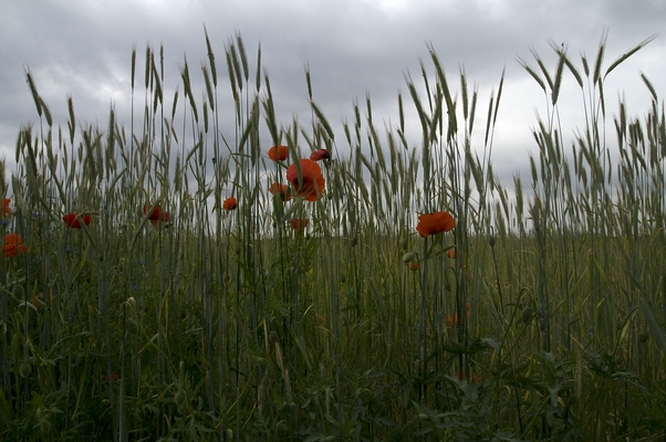 feld