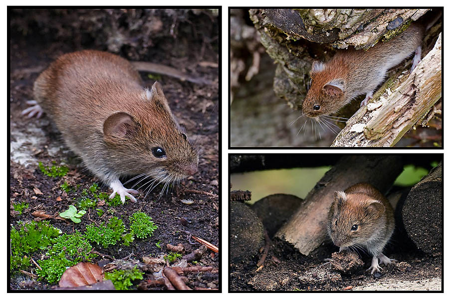 Feldmaus