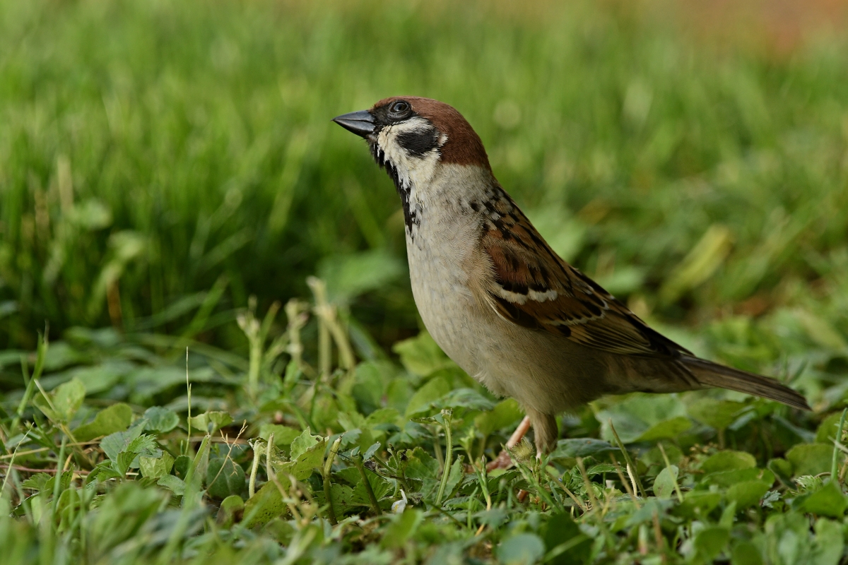 Feldsperling (M.) auf Futtersuche III.jpg