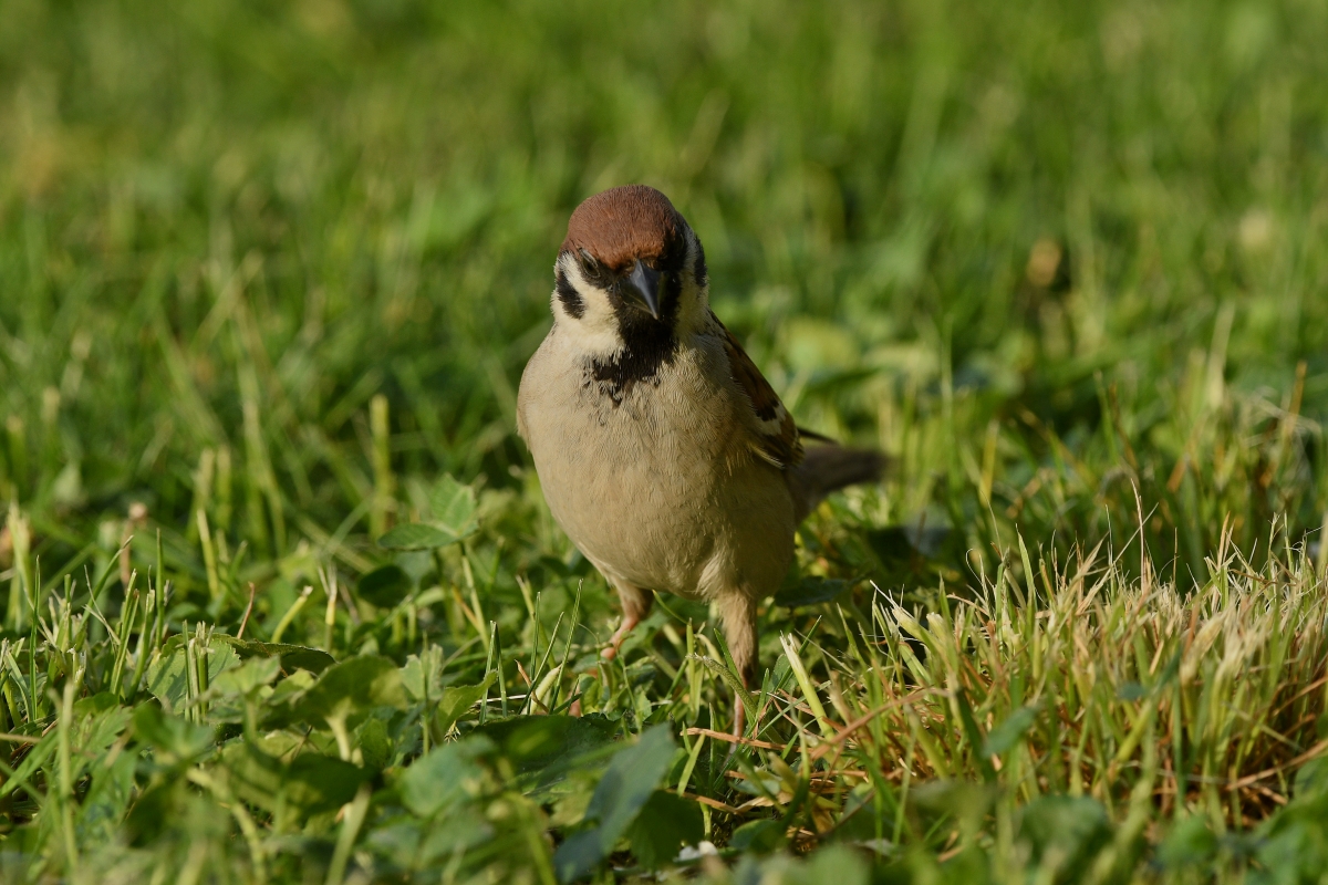 Feldsperling (M.) auf Futtersuche V.jpg