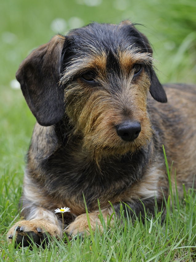 Feli