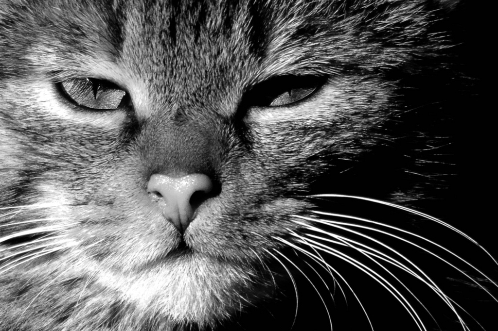 felis DSC 8089sw