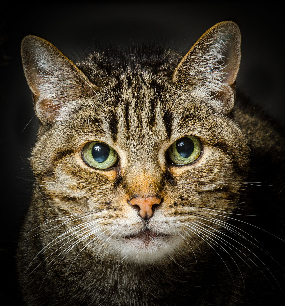 Felix