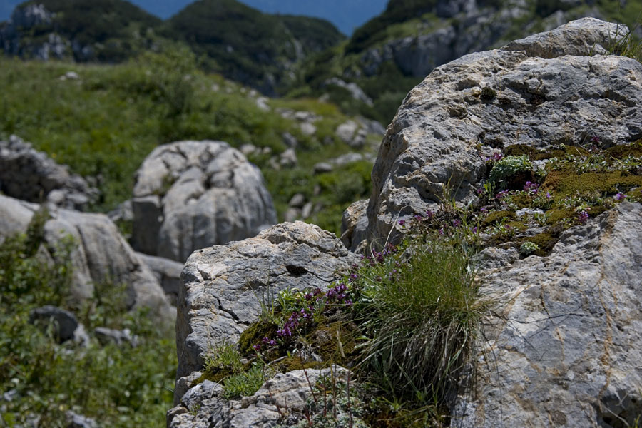 Felsige Natur
