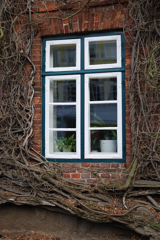 Fenster