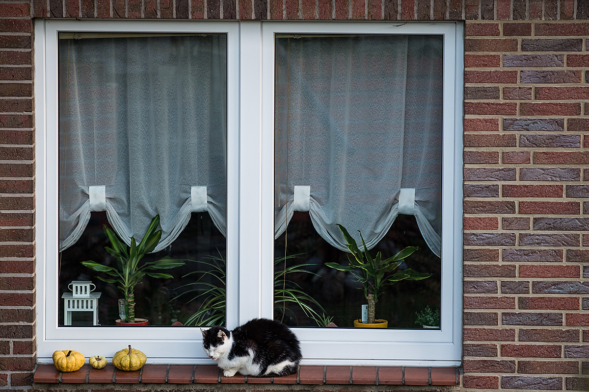Fensterkatze