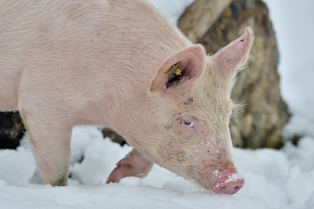 Ferkel 1 012015