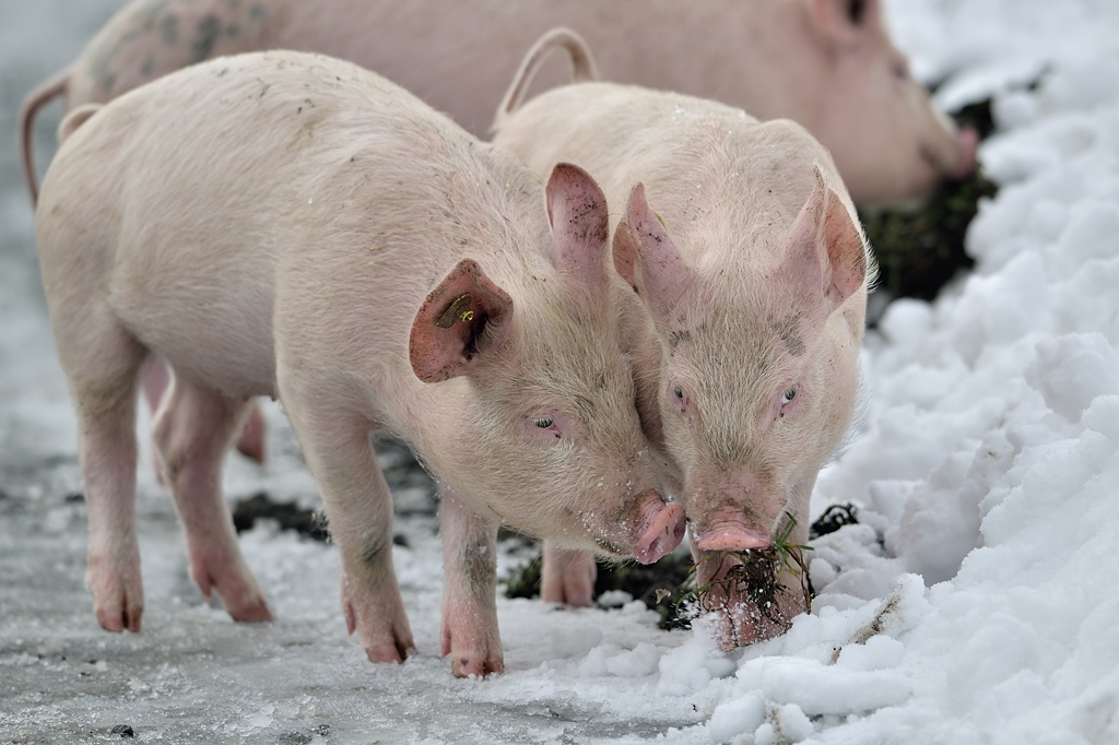 Ferkel 2 012015