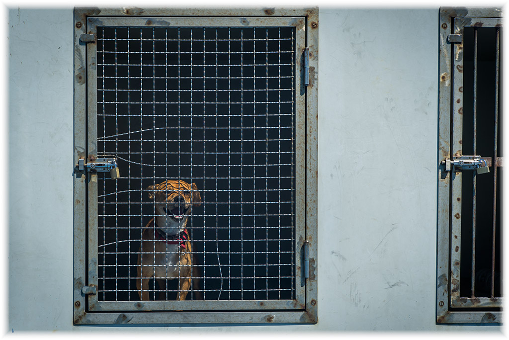 ferry dog