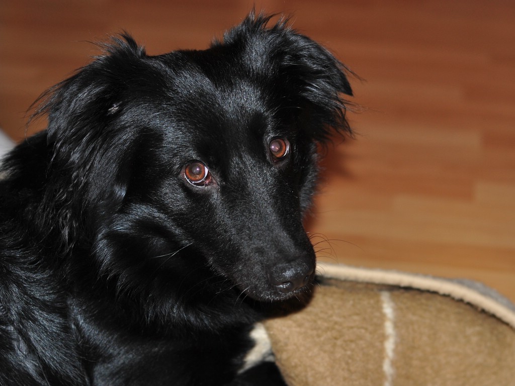 Festus
