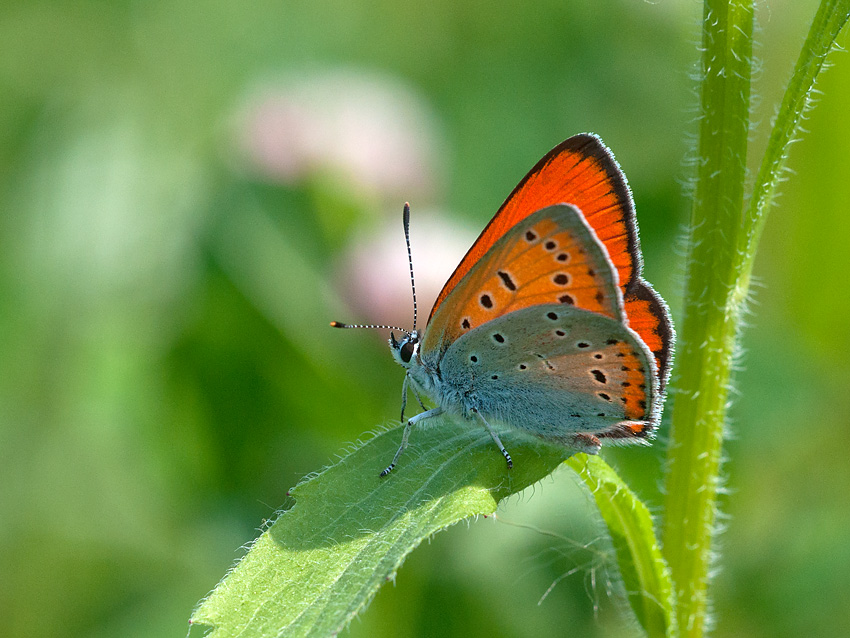 Feuerfalter Großer 2012 05 30 001