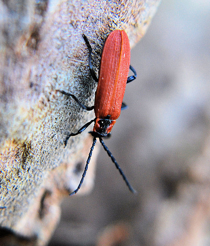 feuerkäfer1