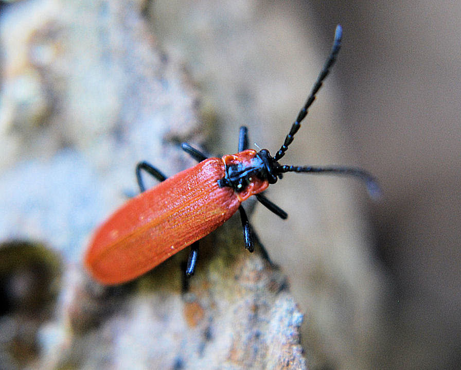 feuerkäfer2